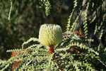 007. Showy Banksia