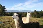 Alpaca's bij Wolfgang & Gaby