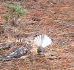013. Fantail