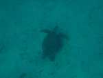 022. Schildpad 