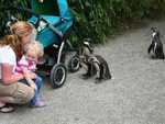 Hallo pinguins