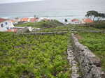 010. Druivenvelden