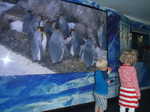 429. King pinguins