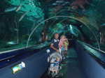 440. Vissen aquarium
