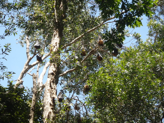 016. Vleermuizen in Kooloonbung Creek