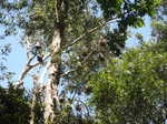 016. Vleermuizen in Kooloonbung Creek