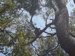 020. Koala beer