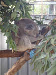 023. Koala Hospital