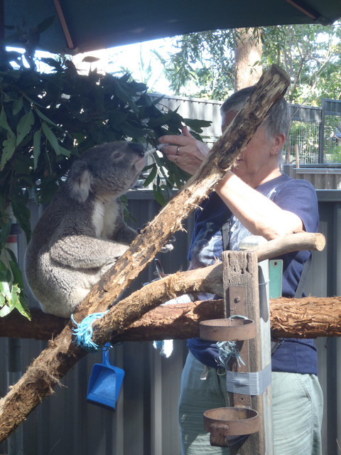 028. Koala Hospital