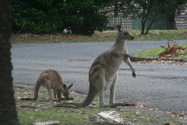 086. Lake Macquarie