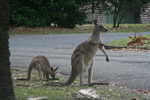 086. Lake Macquarie
