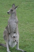 Highlight for Album: November 2012 Australi�

