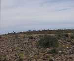 Guanaco's