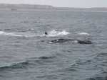 Walvis met jong