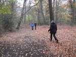 010. In de Brabantse bossen