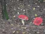 012. Rood met witte stippen