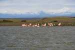 Flamingo's