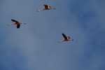 Flamingo's op de vlucht