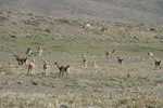 Guanaco's