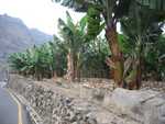 Bananen plantage