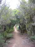 Garajonay park 1