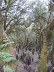 Mystiek bos