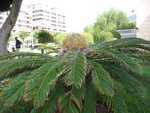 Palm bloei