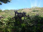032. Ylang ylang plantage