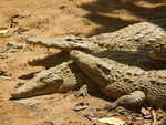 038. Zoetwater crocs