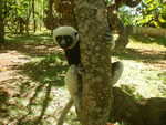 049. Sifaka, witkop maki