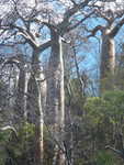 071. Baobab met tattoo