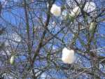 Lente 1