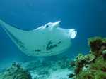 018. Manta spektakel