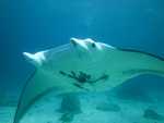 020. Manta spektakel
