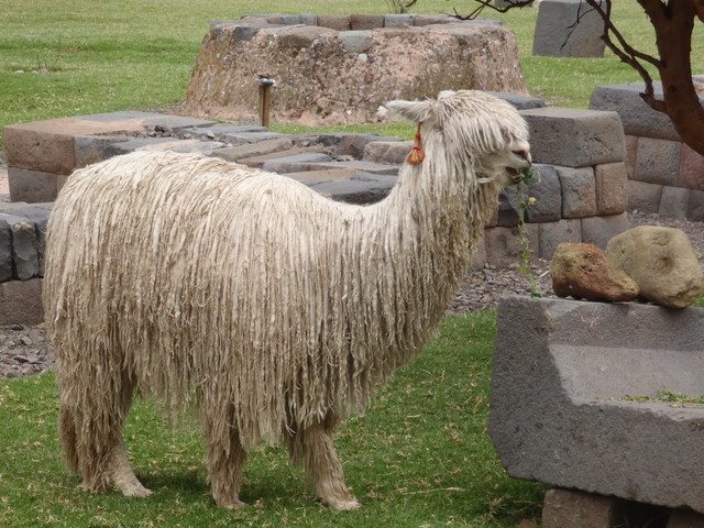 024. Llama
