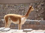 025. Vicuna