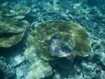060. Schildpad