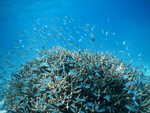 061. Maagaa Reef