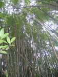 Bamboooooo