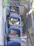 Hongerige wasberen
