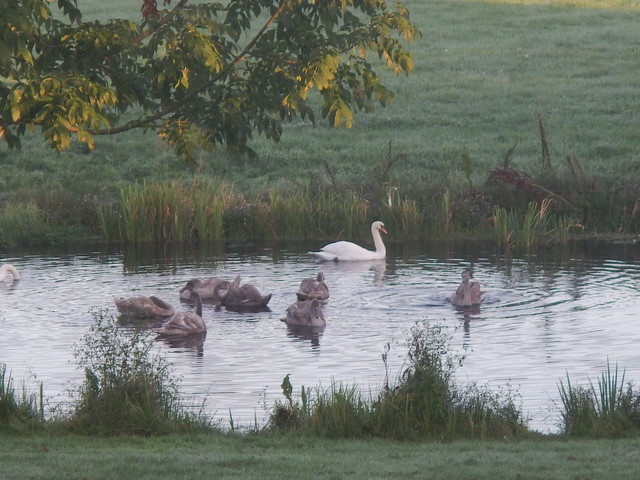 013. Zwanenfamilie voor de deur