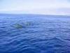 3-november 2007 
filmpje Pilot whales
+/- 400kb