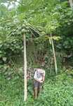 027. Huahine, papaya jatten