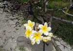 063. De bloem voor achter het oor