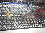 001. Rat in de val