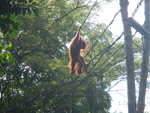027. Dierentuin Singapore