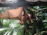 028. Flying Fox
