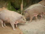 031. Babirusa