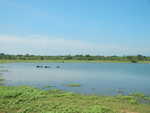 020. Uda Walawe NP