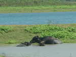 028. Water buffalo\'s